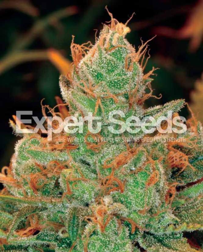 Expert Seeds