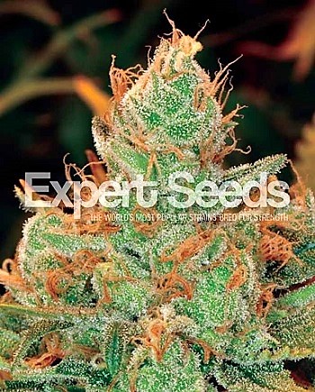 Expert Seeds