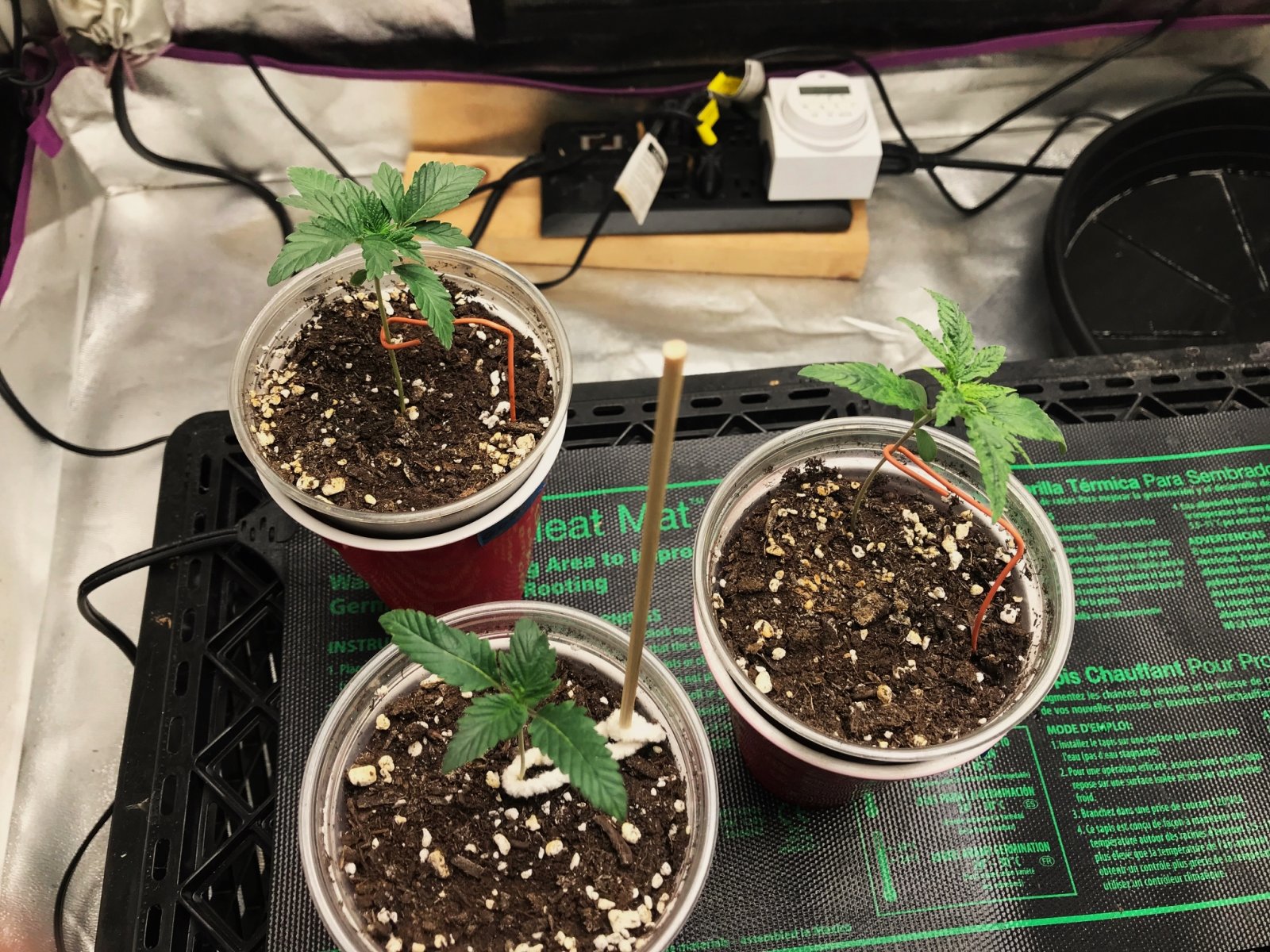 Express Grow 2-17-22 Day 4.jpg