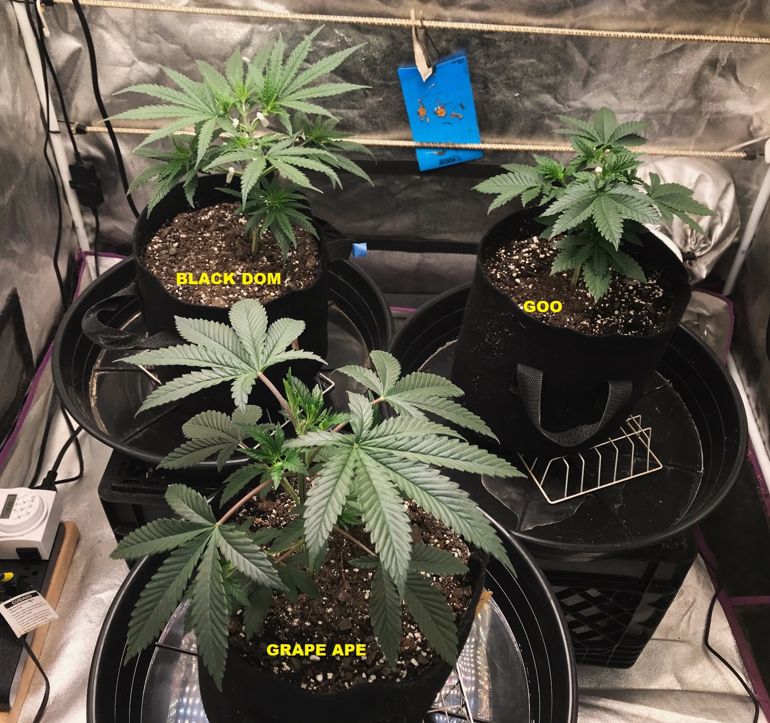 Express Grow 3-10-22 Day 33 labels.jpg