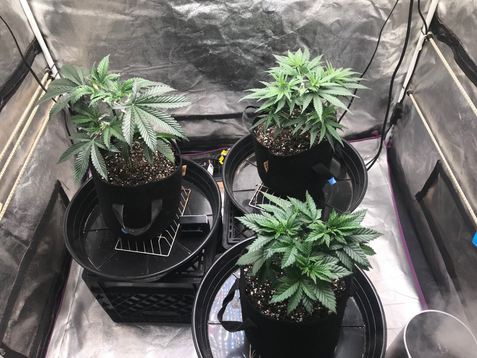 Express Grow 3-13-22 Day 36.jpg