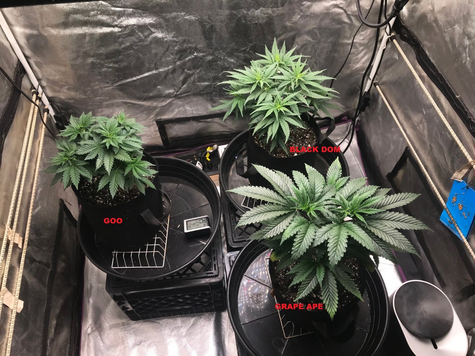 Express Grow 3-16-22 Day 39 labels.jpg