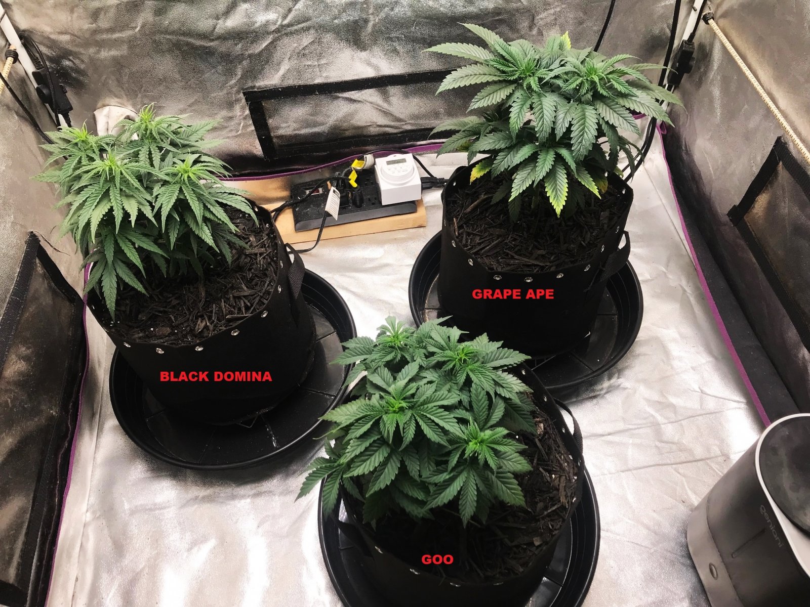 Express Grow 3-17-22 up-pot day 40.jpg