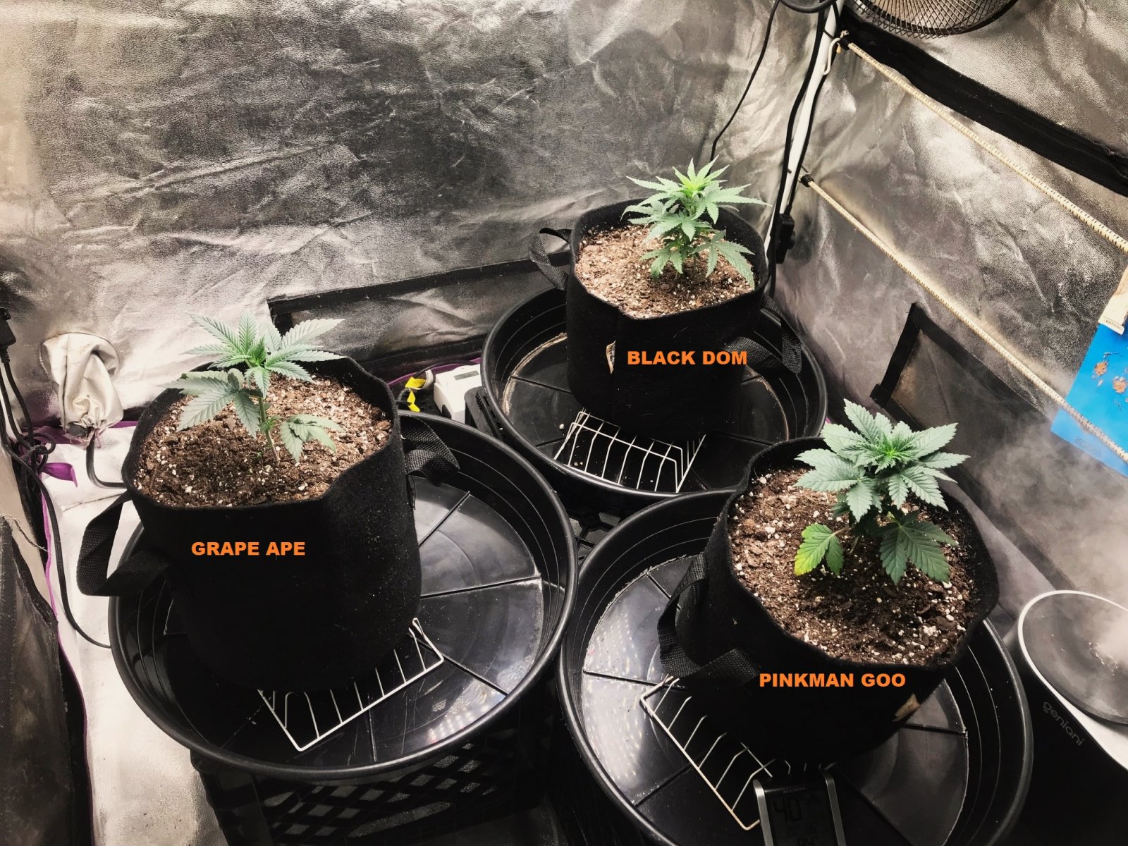 Express Grow 3-2-22 Day 25 labels.jpg