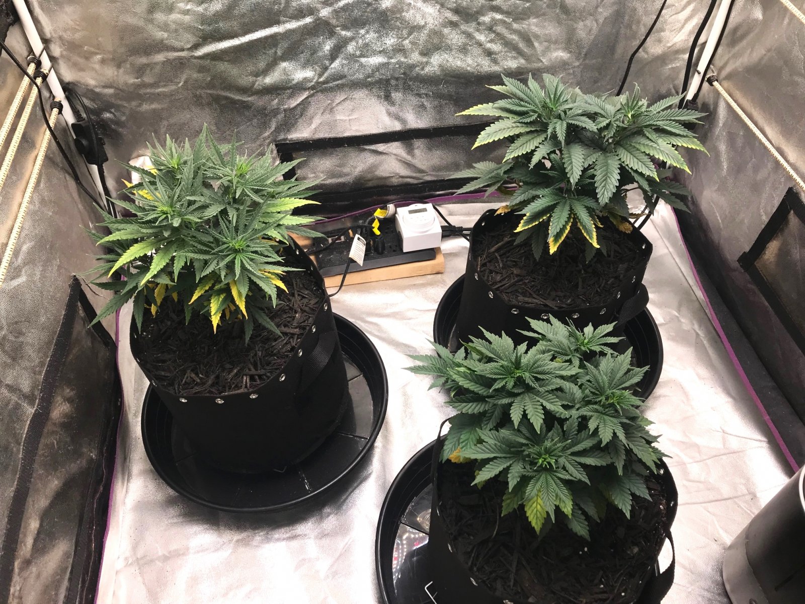 Express Grow 3-20-22 Day 43.jpg