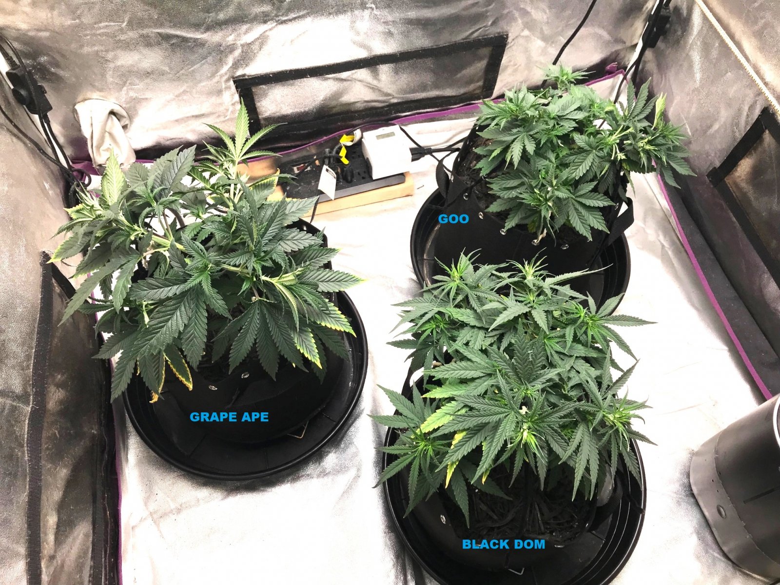 Express Grow 3-22-22 more training D45 labels.jpg