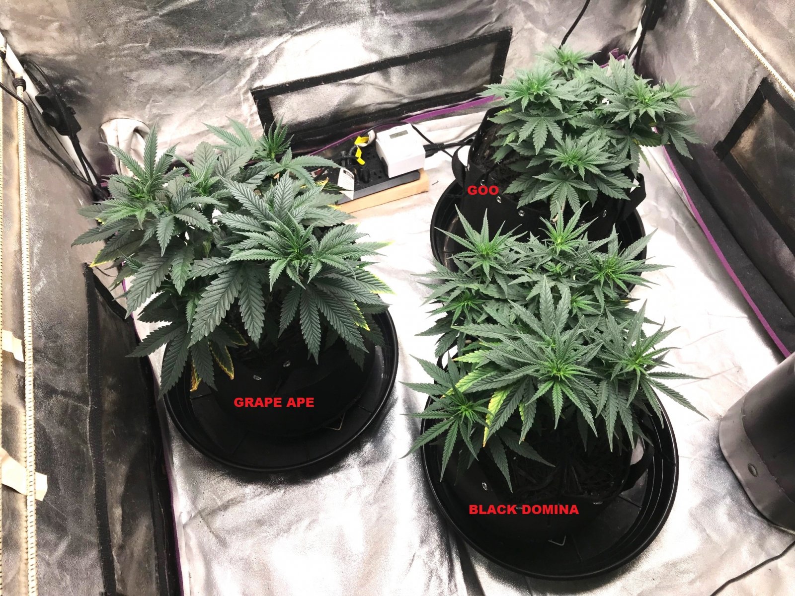 Express Grow 3-23-22 Day 46.jpg