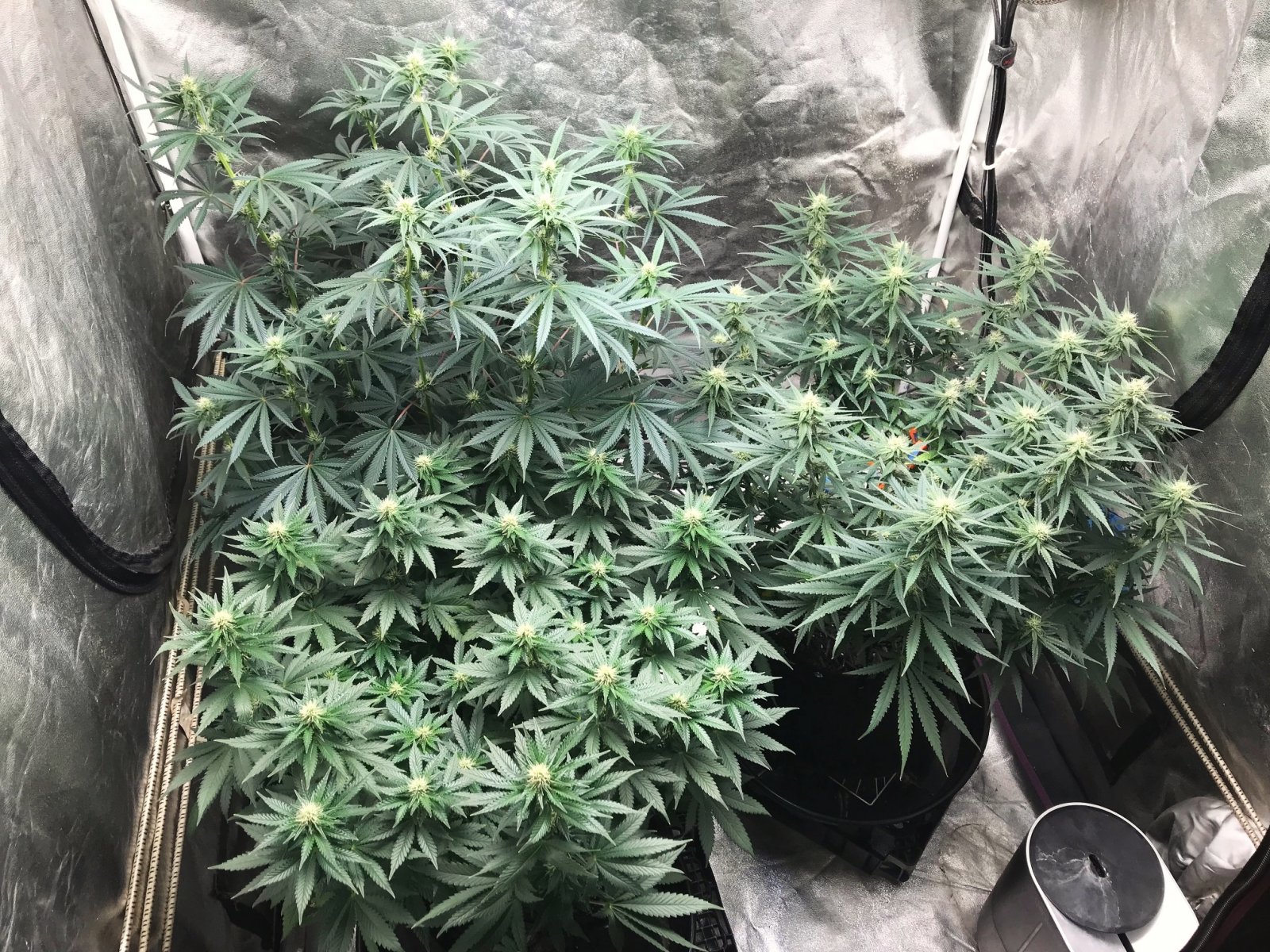 Express Grow 4-22-22 Flip 26.jpg