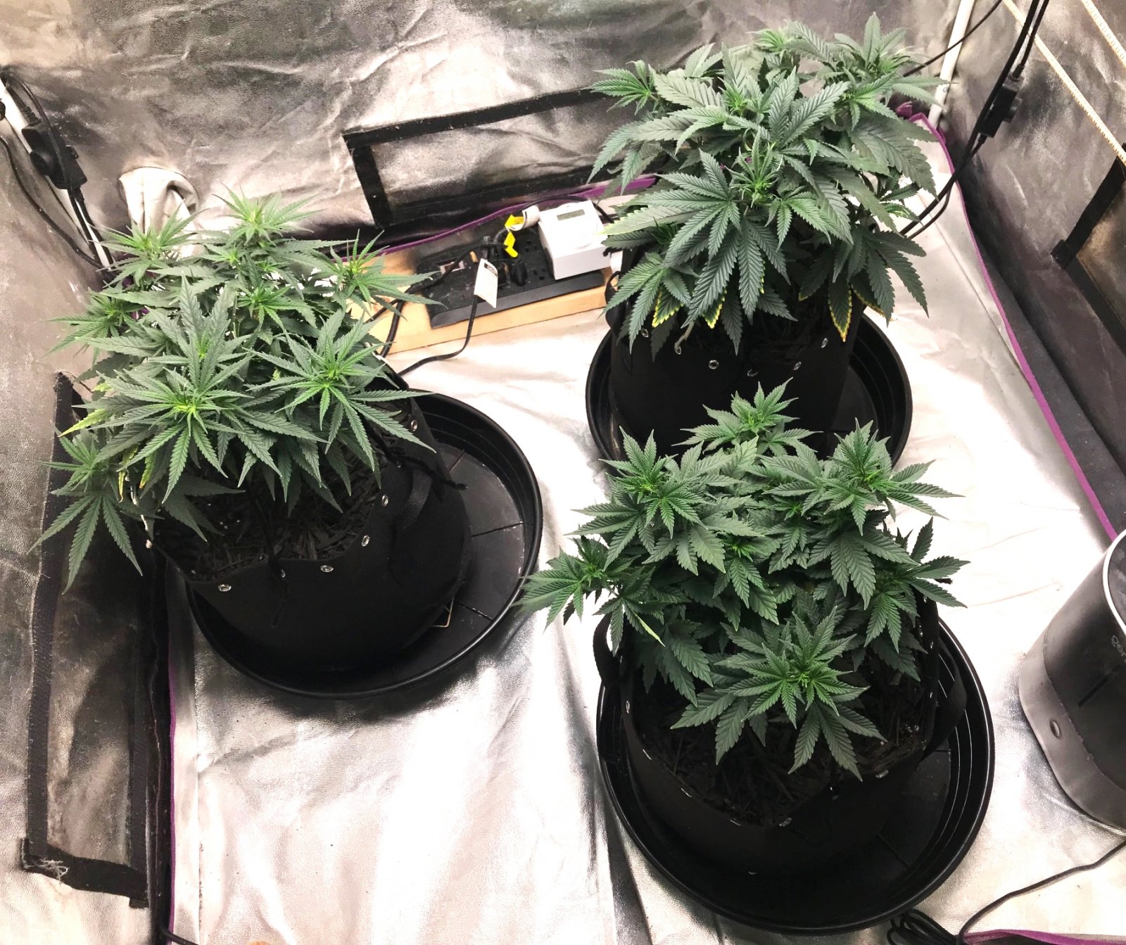 Express Grow tent 3-24-22 Day 47.jpg