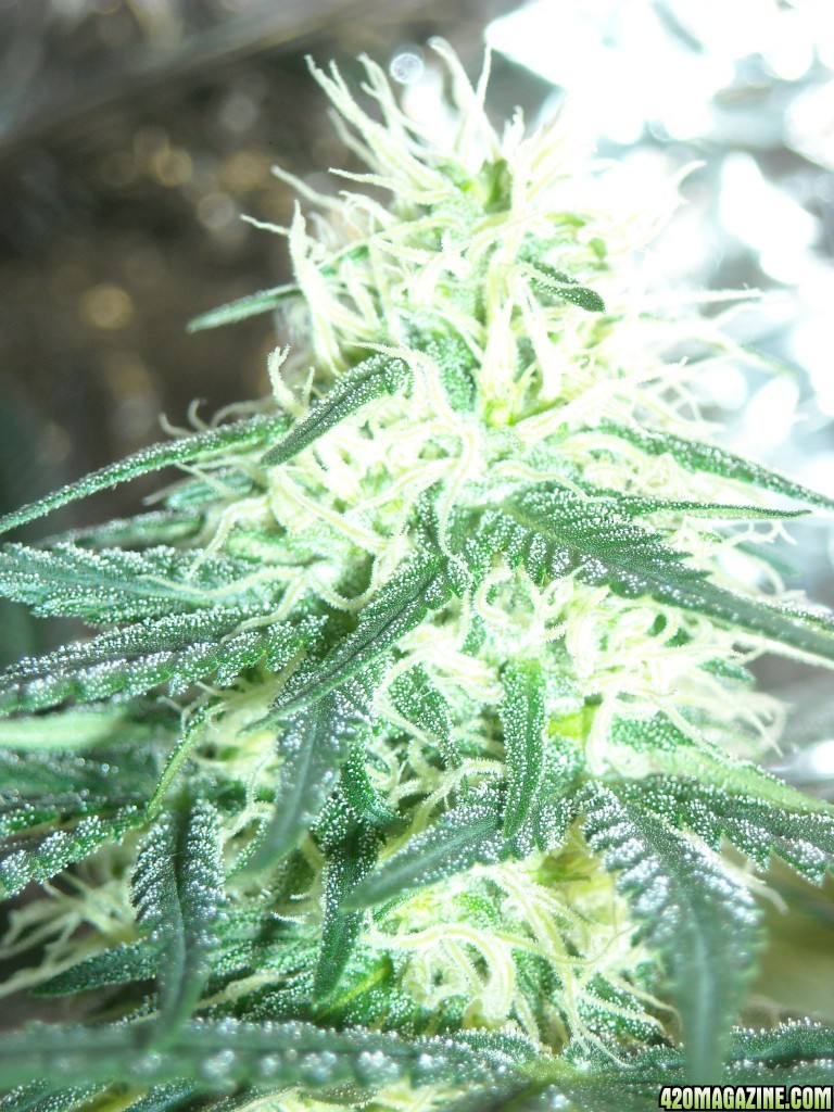 Extreme close-up shot of a cola on the right lady