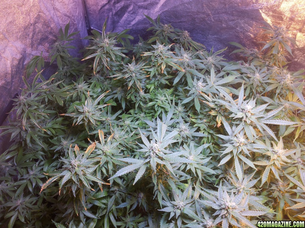 Exudos Cheese - Week 7 flowering