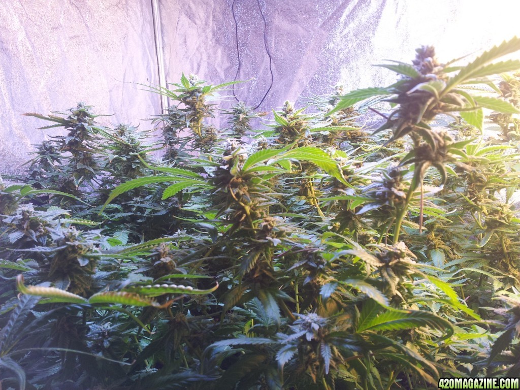 Exudos Cheese - Week 7 flowering