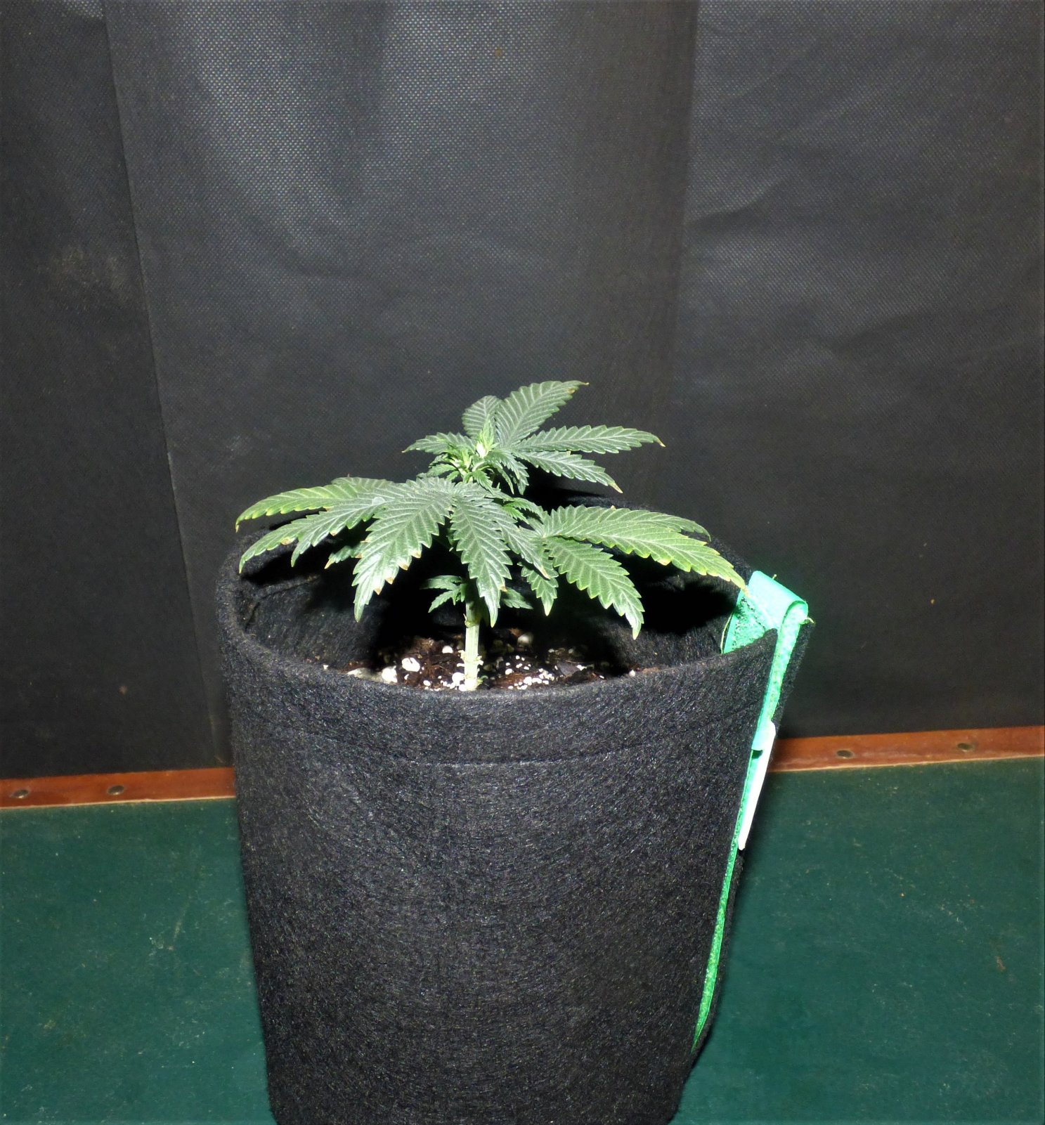 F Banana 10-9-21 Day32.JPG