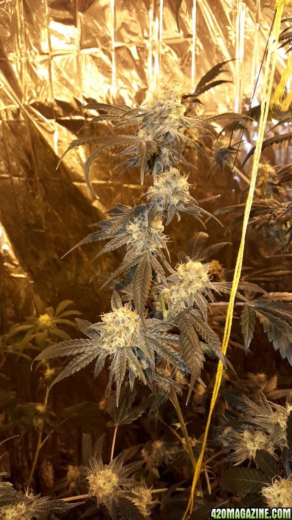 F Plant pics taken 10/3/16