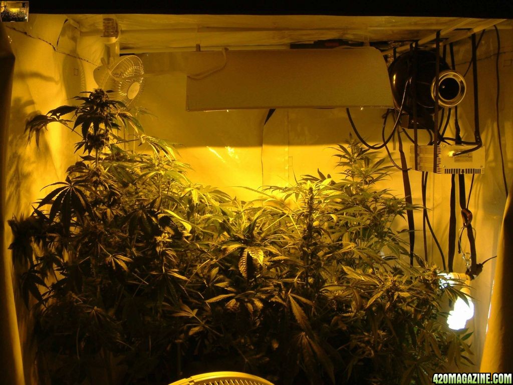 f10 plants