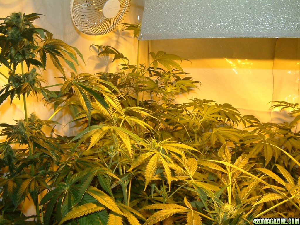 f10 plants