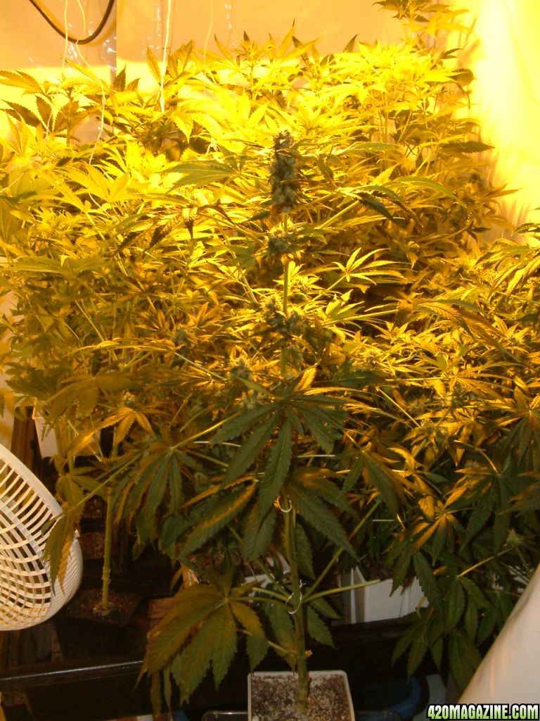 f10_plants