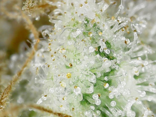 F61D105 trichs-1.jpg