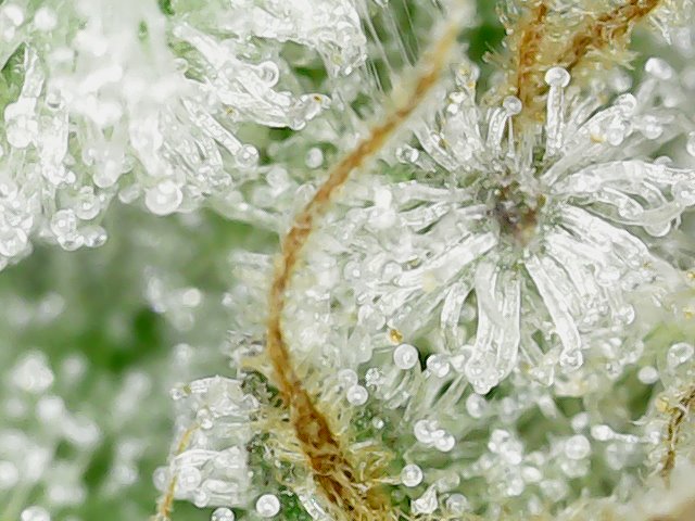 F61D105 trichs-3.jpg