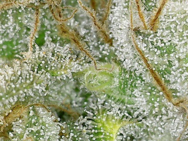 F61D105 trichs-4.jpg