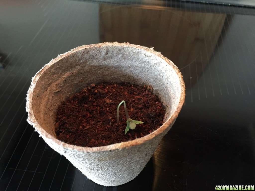 Failed Seedling