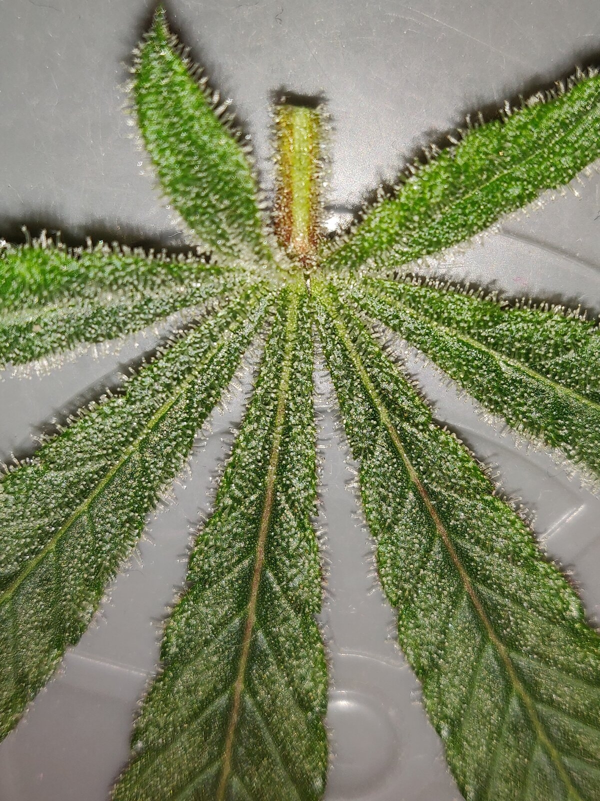 Fan leaf day 33 of flower.jpg