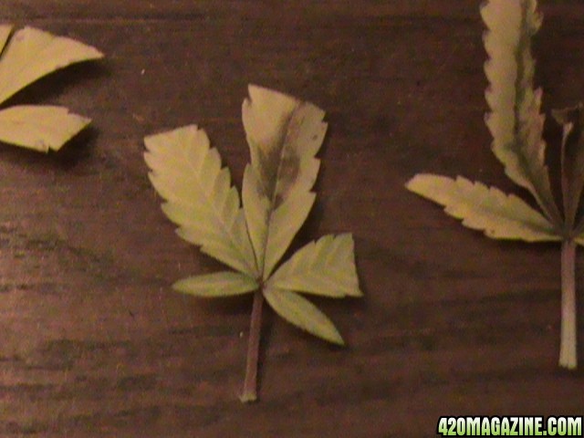 Fan Leaf - Nute burn? 2