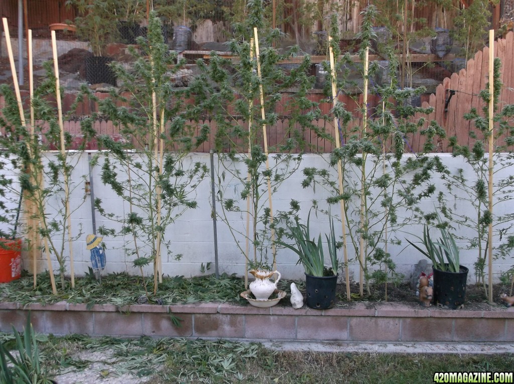 Fan Leaf Removal