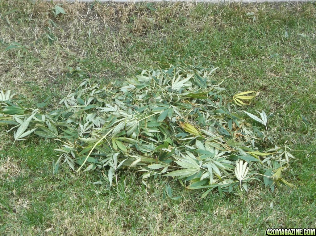 Fan Leaf Removal