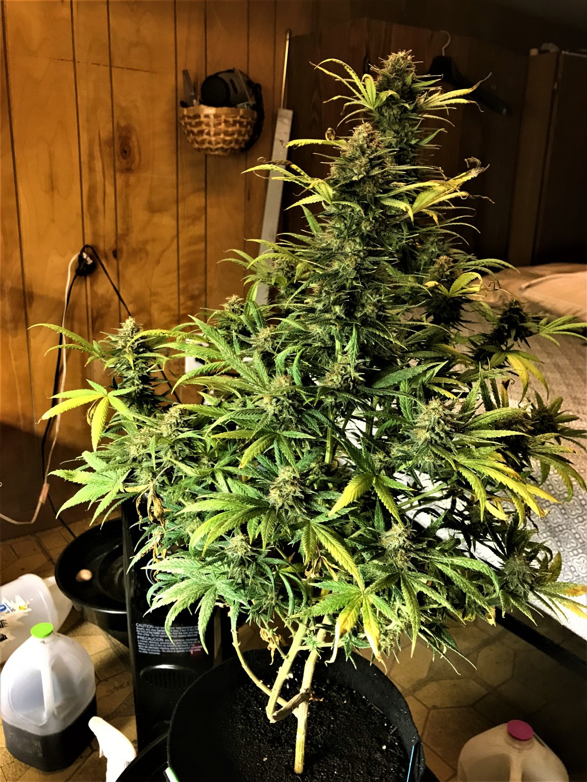 Fast Bubblegum#1 10-8-21 Day74.jpg