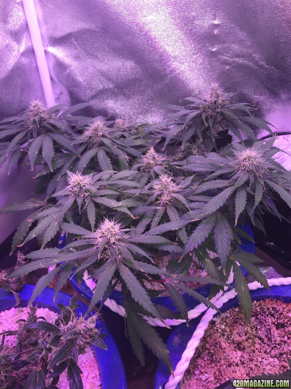 FB Pineapple Express Auto 3-6-18.jpeg