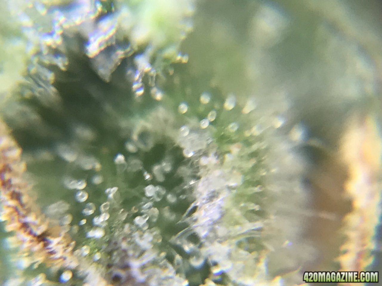 FB Pineapple Express Auto trichs 10weeksB.jpeg