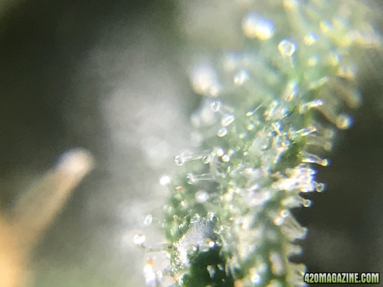 FB Pineapple Express Auto trichs 10weeksC.jpeg