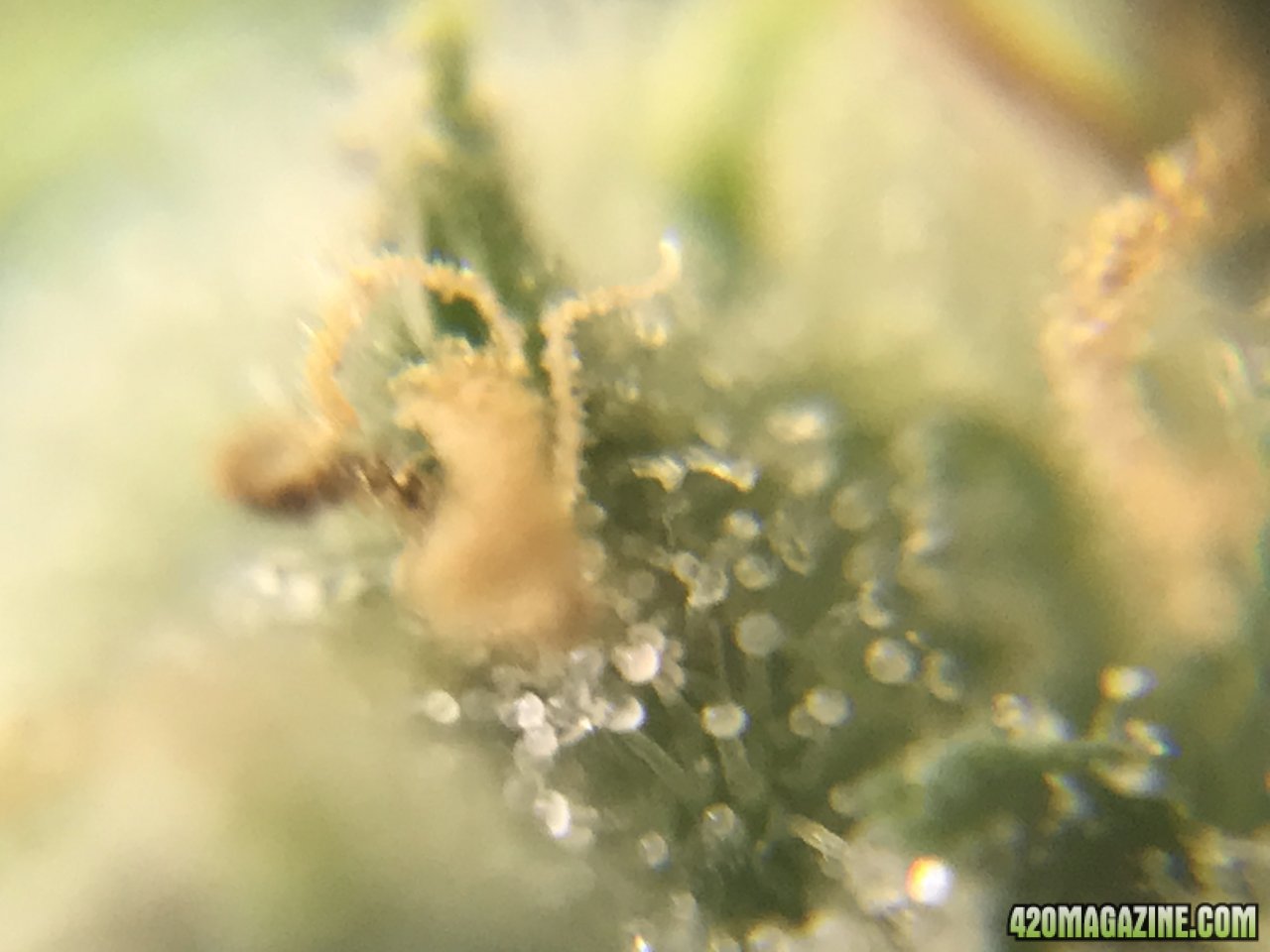 FB Pineapple Express Auto trichs 10weeksD.jpeg