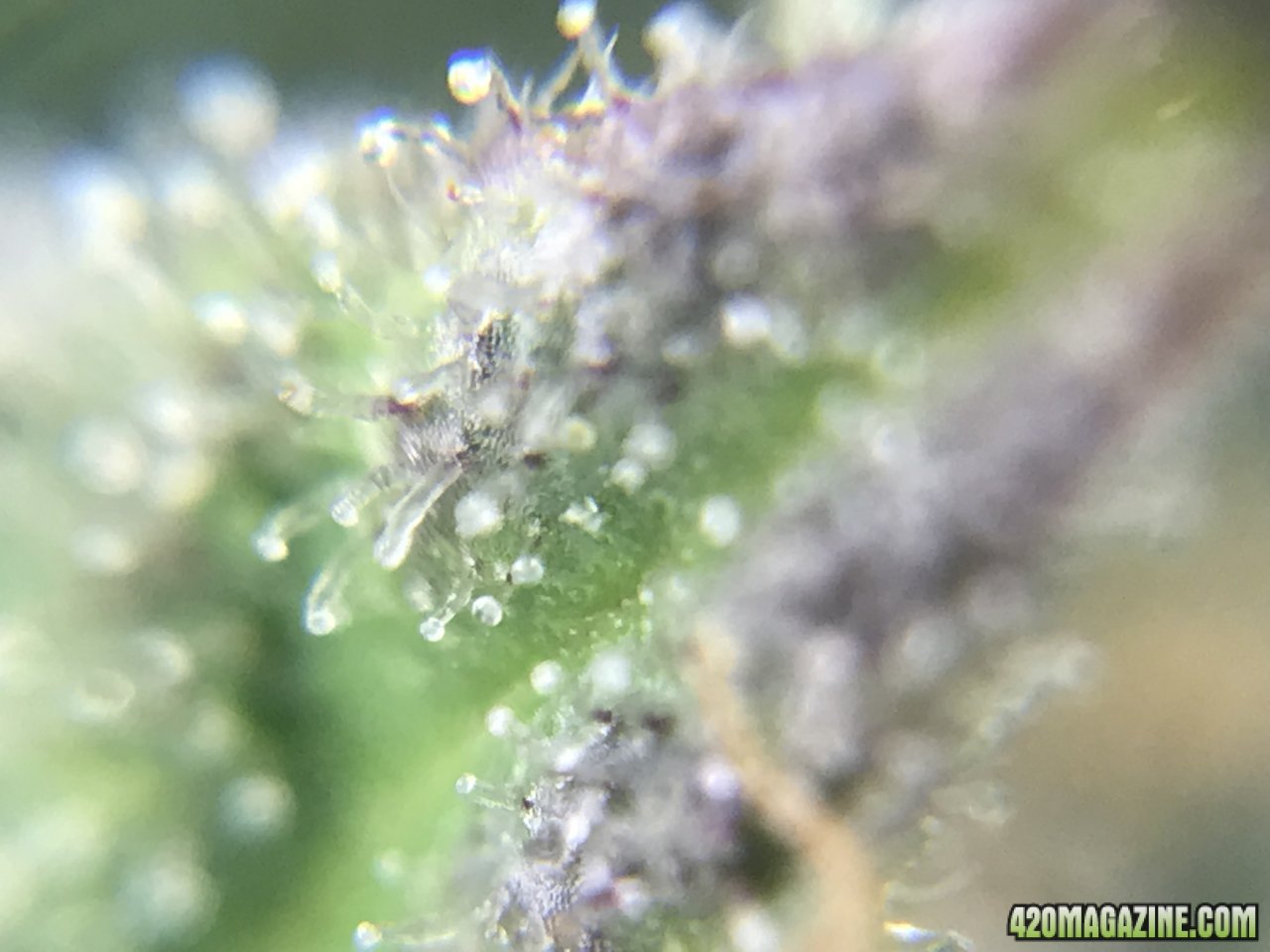 FB Pineapple Express Auto trichs 10weeksE.jpeg