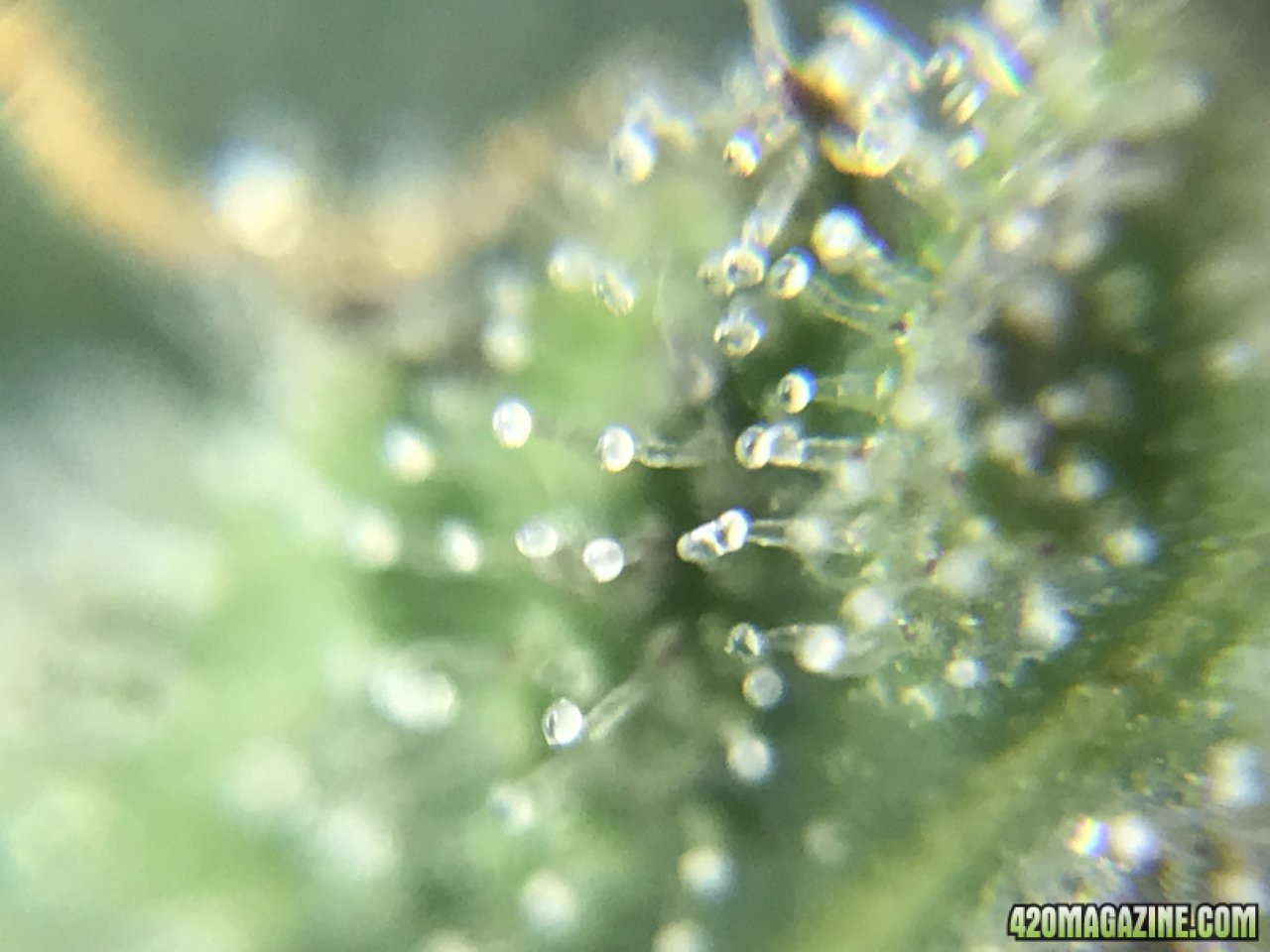 FB Pineapple Express Auto trichs 10weeksF.jpeg