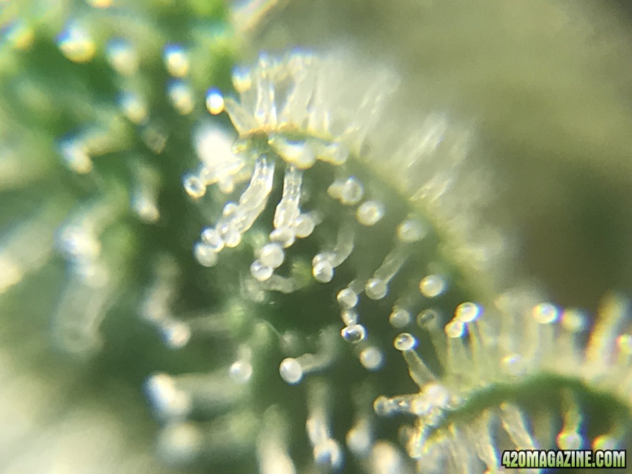 FB Pineapple Express Auto trichs 10weeksG.jpeg