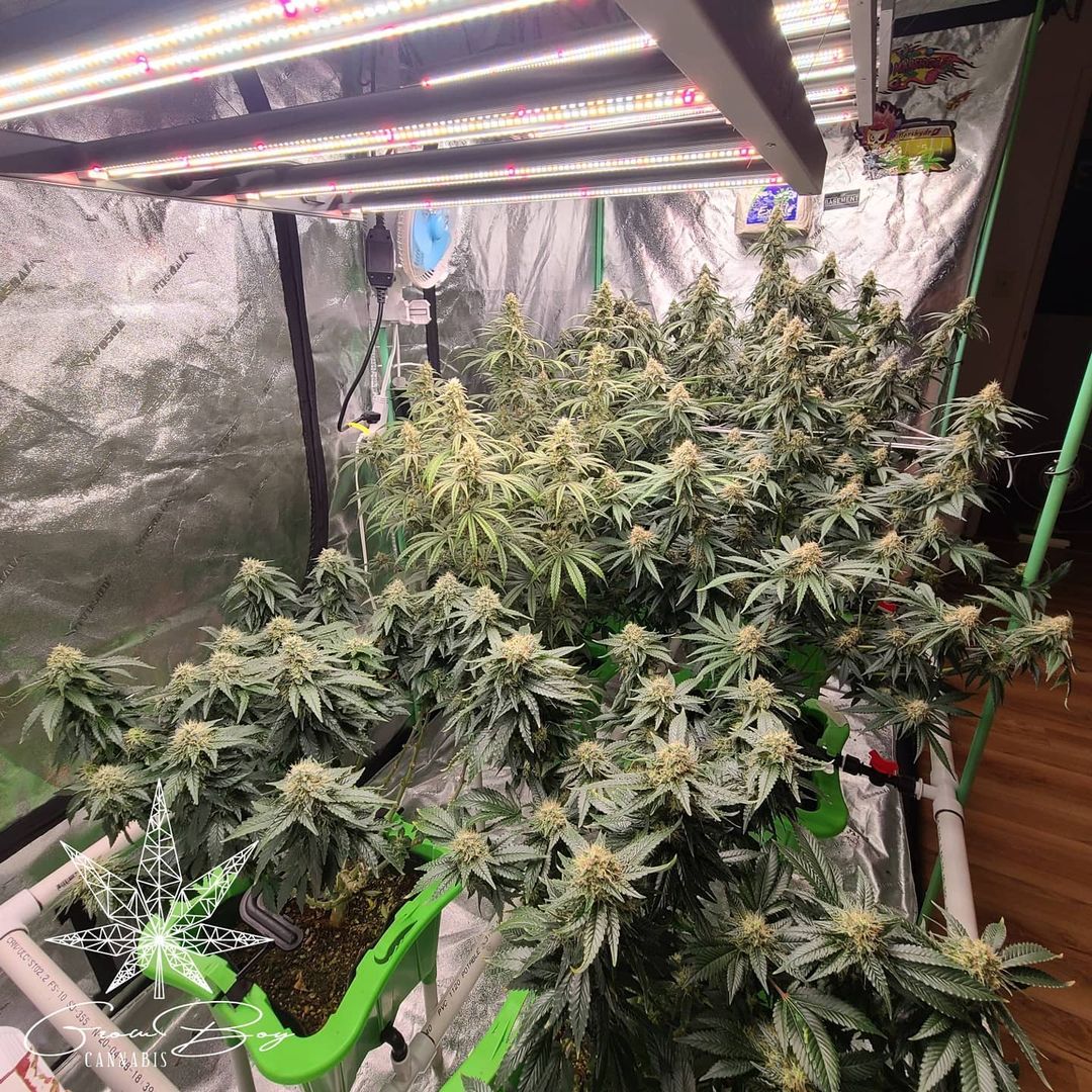 FC3000-day 45 flower.nice sweet aroma coming off of the maple cookies wate...jpg