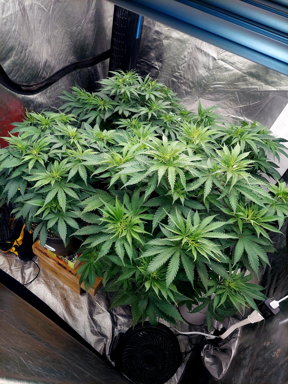 FC4800 Summer Grow 2023-Grow Journal