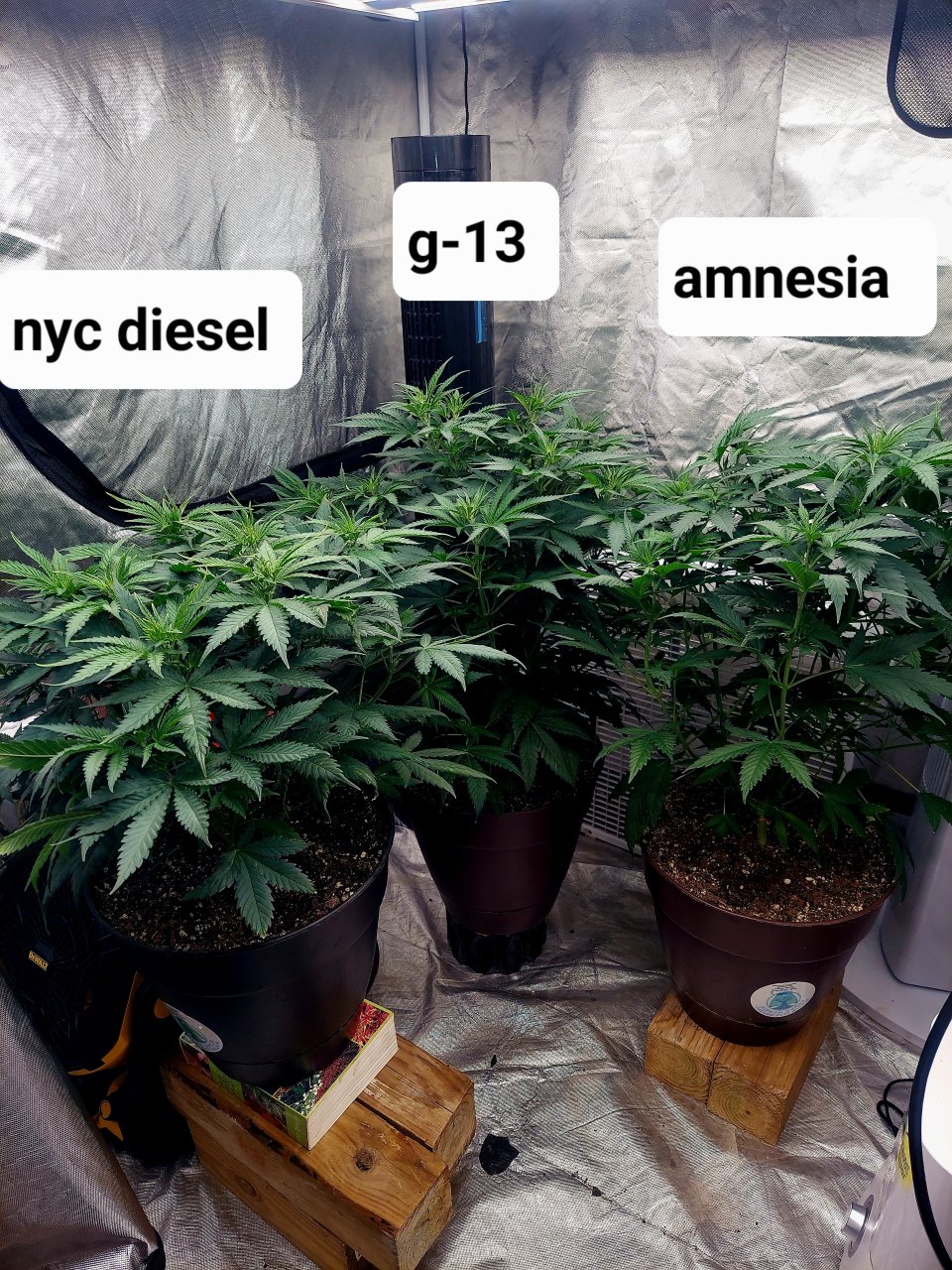 FC4800 Summer Grow 2023-Grow Journal