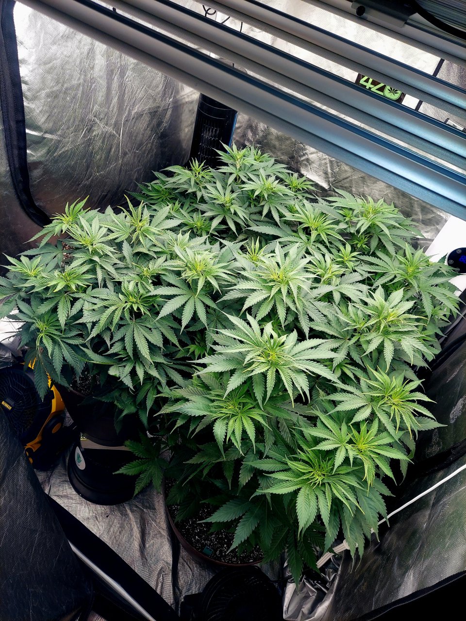 FC4800 Summer Grow 2023-Grow Journal