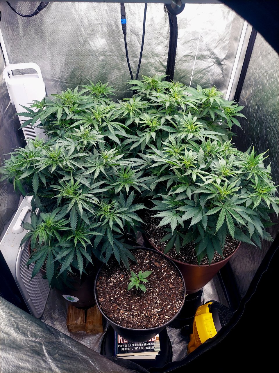 FC4800 Summer Grow 2023-Grow Journal