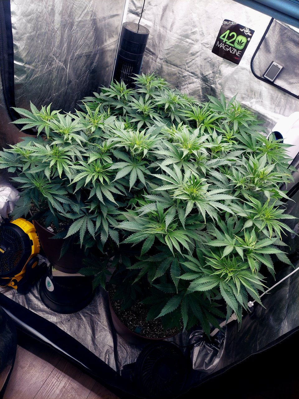 FC4800 Summer Grow 2023-Grow Journal