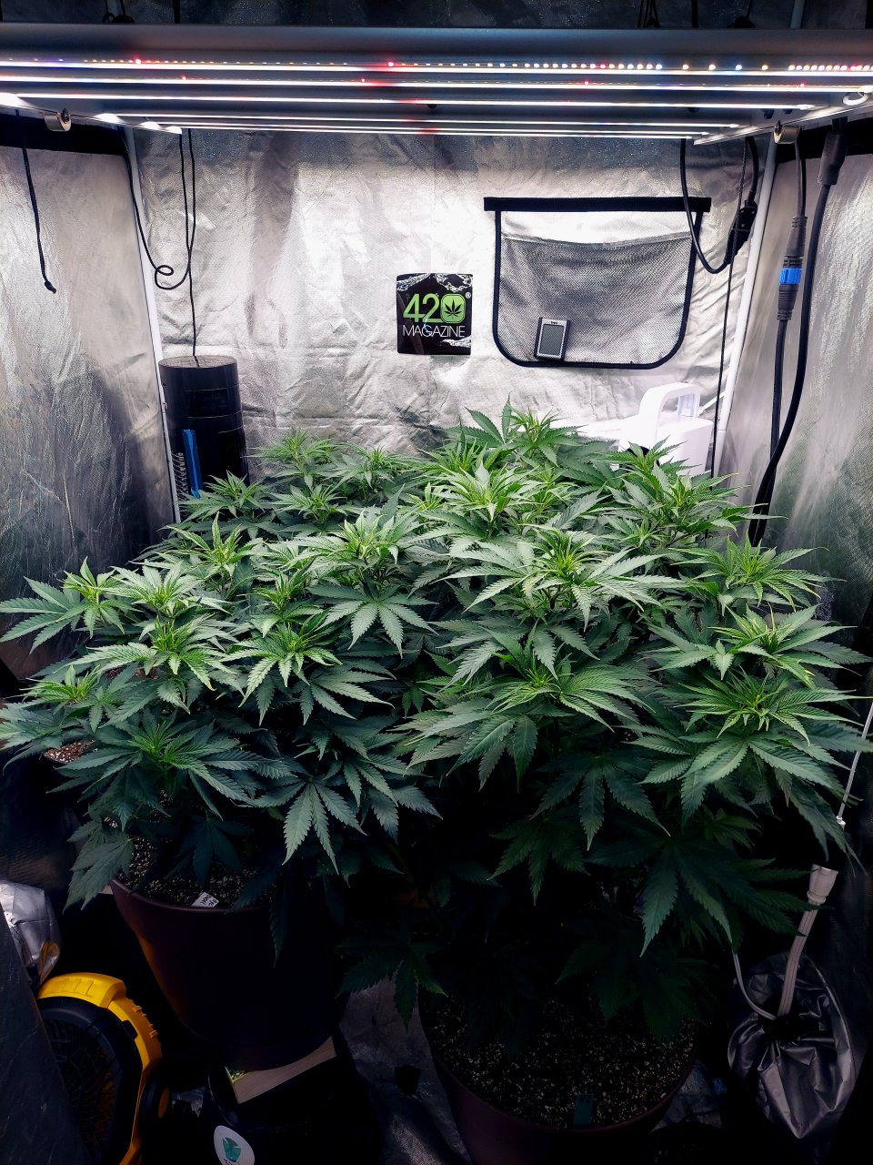 FC4800 Summer Grow 2023-Grow Journal