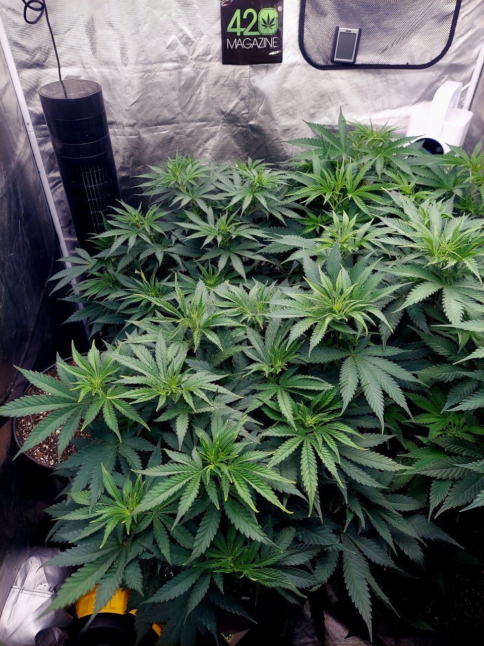 FC4800 Summer Grow 2023-Grow Journal