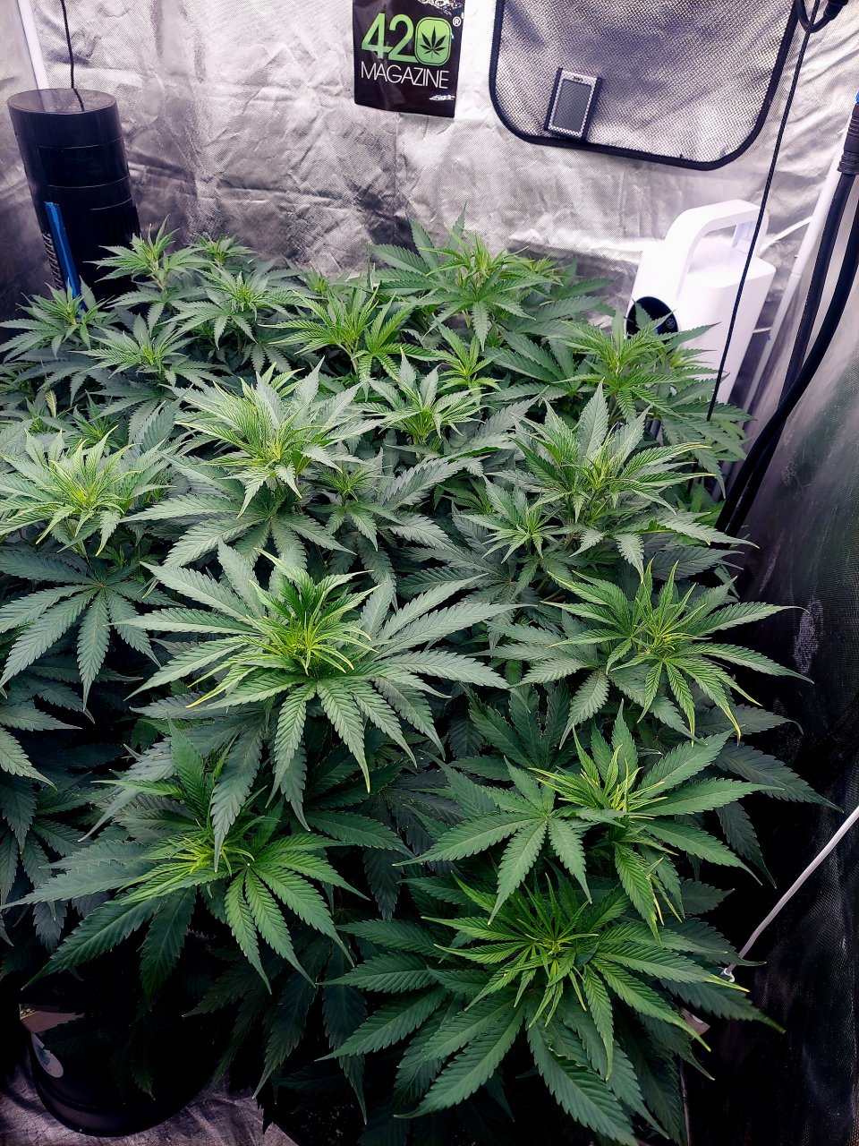 FC4800 Summer Grow 2023-Grow Journal