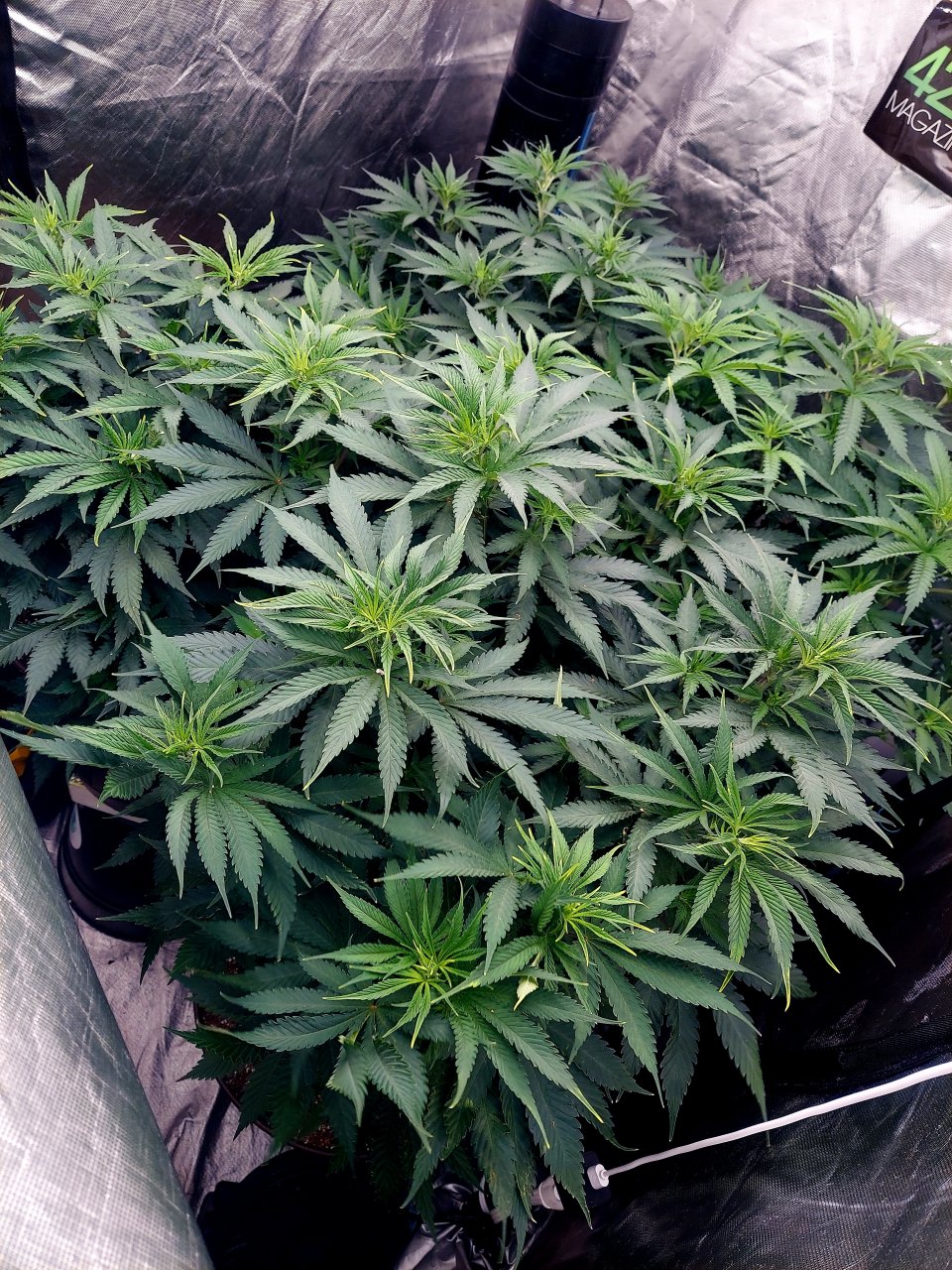 FC4800 Summer Grow 2023-Grow Journal