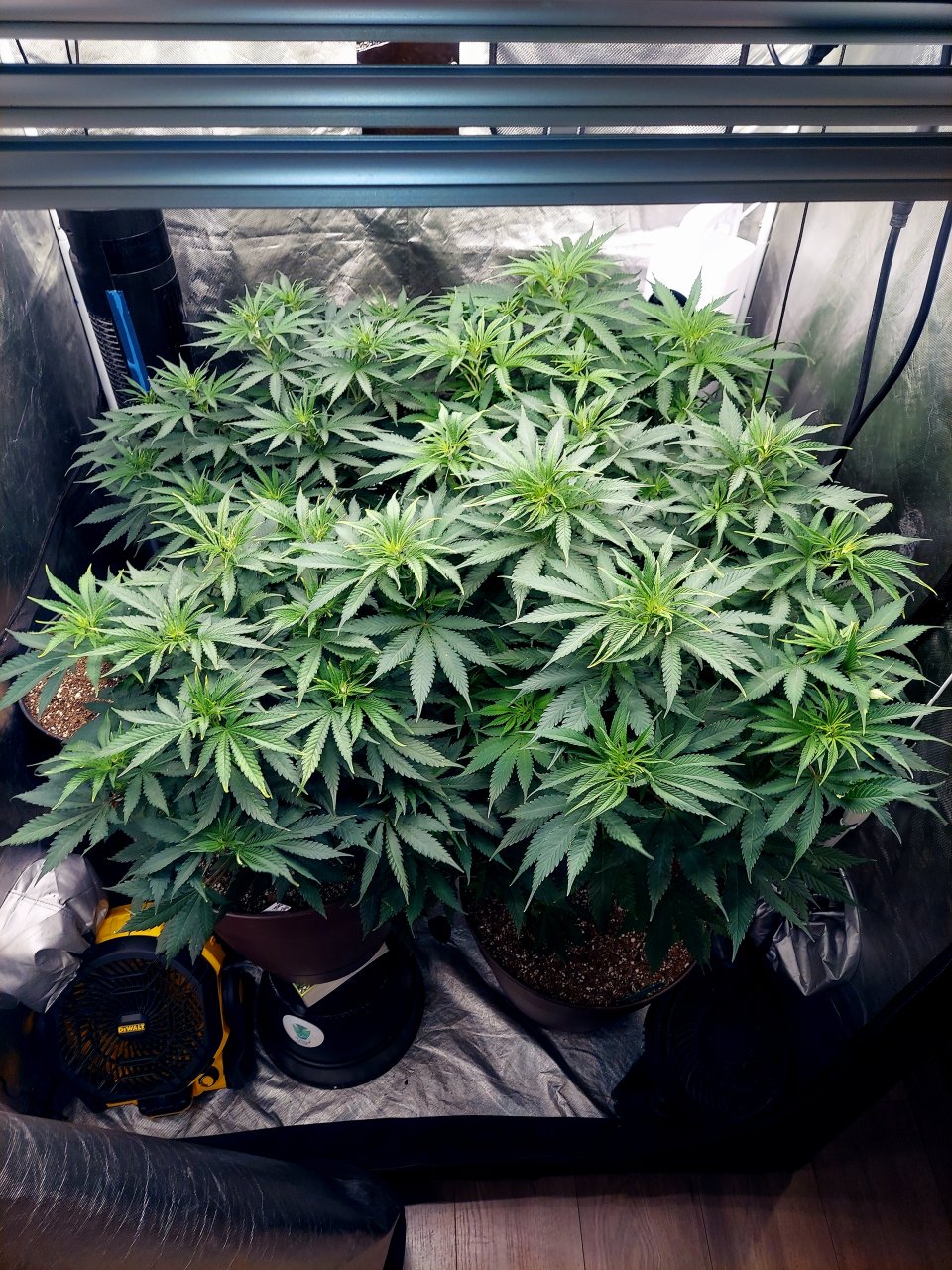 FC4800 Summer Grow 2023-Grow Journal