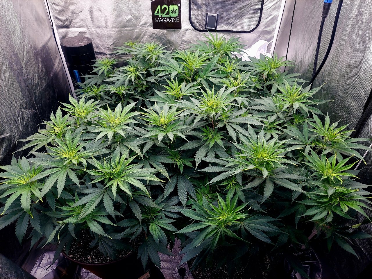 FC4800 Summer Grow 2023-Grow Journal