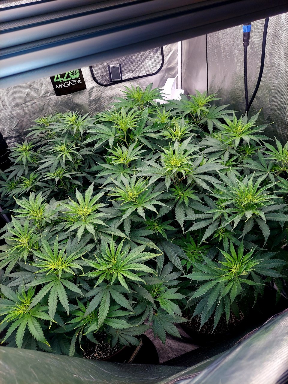 FC4800 Summer Grow 2023-Grow Journal